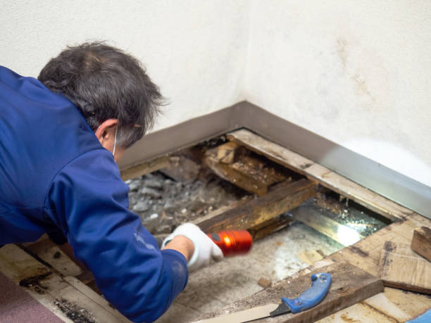 Professional Mold Remediation in Linden, TX