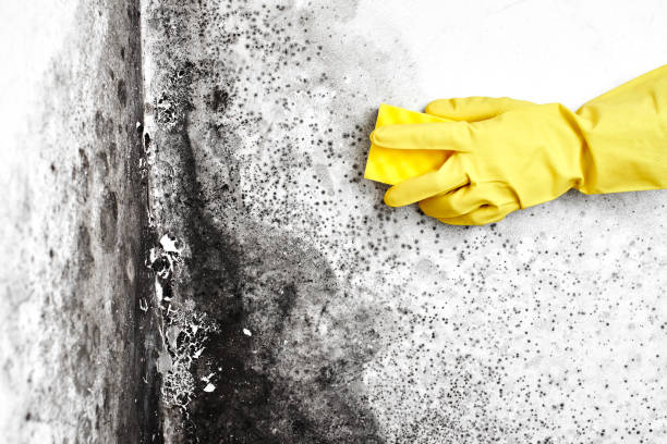 Best Mold Remediation for Schools in Linden, TX