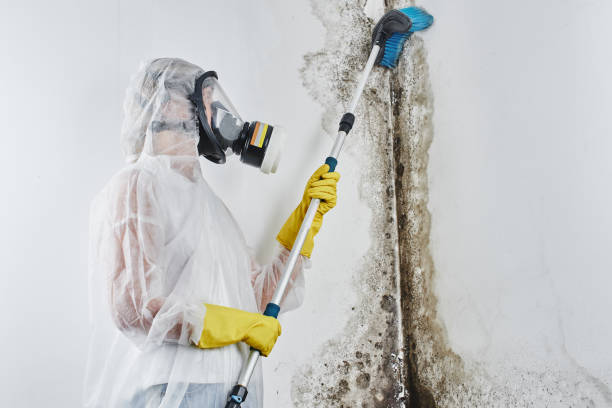 Best Industrial Mold Remediation in Linden, TX
