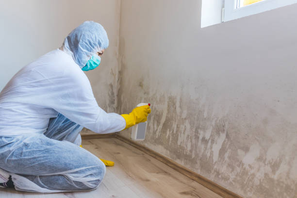 Best White Mold Remediation in Linden, TX