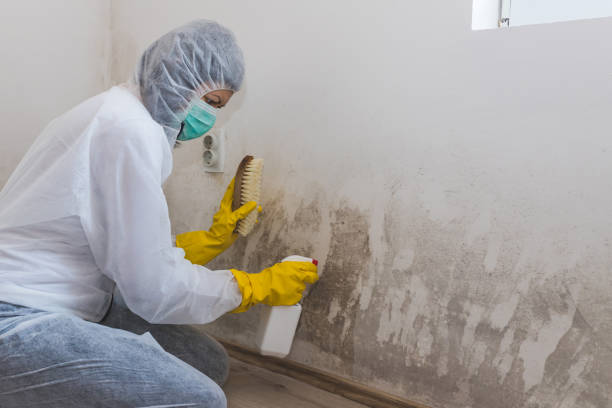 Best Commercial Mold Remediation in Linden, TX