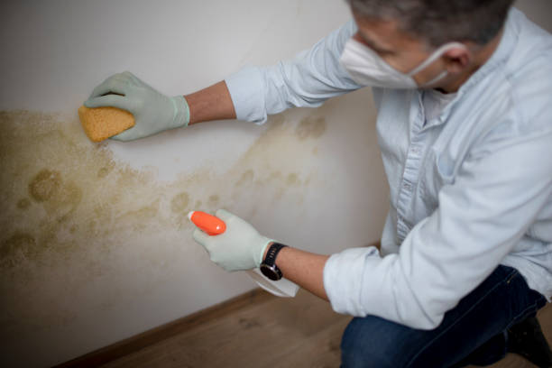 Best Attic Mold Remediation in Linden, TX