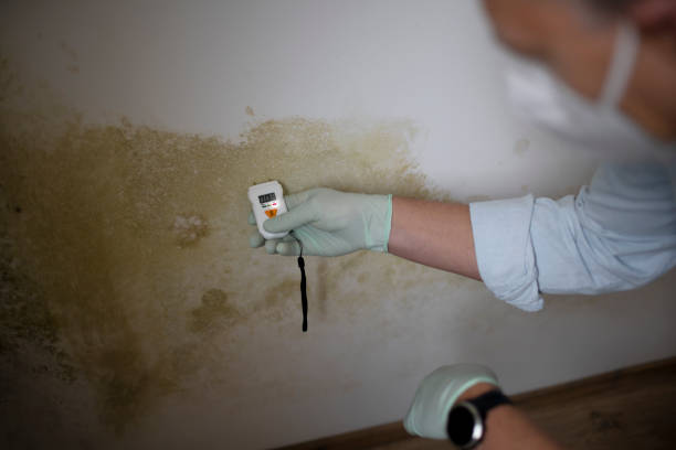 Best Commercial Mold Remediation in Linden, TX