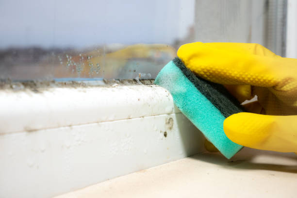 Best Crawl Space Mold Remediation in Linden, TX