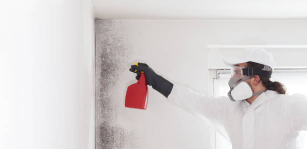 Best Kitchen Mold Remediation in Linden, TX