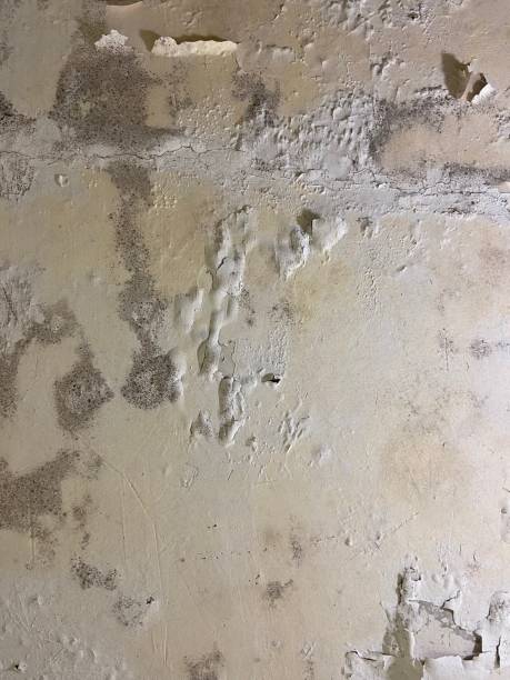  Linden, TX Mold Removal Pros