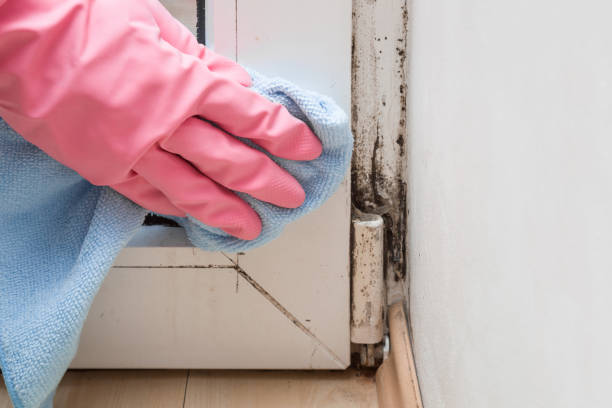 Best Black Mold Remediation in Linden, TX