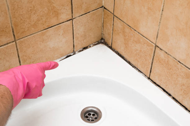 Best Basement Mold Remediation in Linden, TX